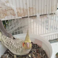 عروس هلندی نرو ماده مولد با ۲ جوجه