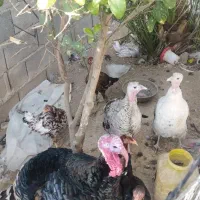 بوقلمون|حیوانات مزرعه|داراب, |دیوار