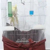 قفس پرنده|لوازم جانبی حیوانات|رشت, کوی امام رضا|دیوار