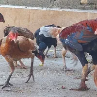 خروس مرغ وجوجه خروس|حیوانات مزرعه|میناب, |دیوار