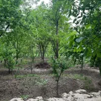 باغ باغچه 500متر تفرش سندتک‌برگ معاوضه با خودرو