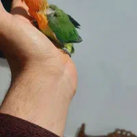 جوجه کوتوله برزیلی فیشر اصلی|پرنده|قم, شهرک امام حسین|دیوار