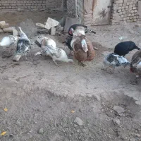 بوقلمون|حیوانات مزرعه|قزوین, |دیوار