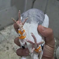 کفتر|پرنده|شیراز, لب آب|دیوار