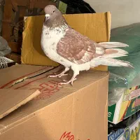 گرگی ماده|پرنده|مشکیندشت, |دیوار