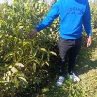 پخش تمامی نهالهـا