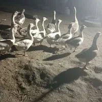 فروش قوغاز وغاز و اردک