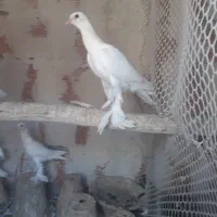 اوجا پاچا لوتی