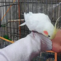 عروس هلندی دستی|پرنده|شیراز, شهرک مدرس|دیوار