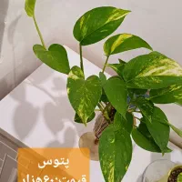 گلهای زیبا|گل و گیاه طبیعی|رشت, کوی مهر|دیوار