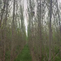 زمین کشاورزی صنوبر|فروش دفتر صنعتی، کشاورزی، تجاری|شاهین دژ, |دیوار