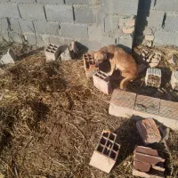 ی جفت سگ پا کوتا ی نر و ی ماده