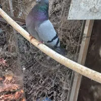 ی جفت کفتر با جوجه فروش نقد و معاوضه|پرنده|تهران, کرمان|دیوار