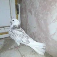 کبوتر هشتبندی|پرنده|توکهور, |دیوار