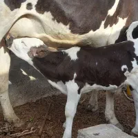 گاو و گوساله خورموج
