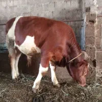 گا‌و‌ گوساله ‌سمیتال‌اصلی‌نر