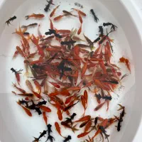 انواع ماهی قرمز ارسال  به سرتاسر کشور|ماهی|رودبنه, |دیوار