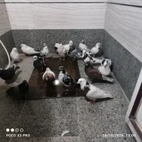 کفتر|پرنده|خرمدره, |دیوار