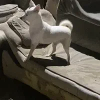 سگه گمشده|سگ|زاهدان, |دیوار