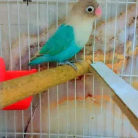 انواع پرنده|پرنده|میبد, |دیوار