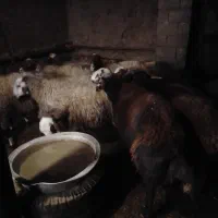 گوسفندابستن|حیوانات مزرعه|بلبان آباد, |دیوار