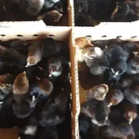 جوجه رنگی|پرنده|تربت‌حیدریه, بالا ولایت|دیوار