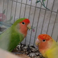 طوطی برزیلی|پرنده|ارومیه, |دیوار