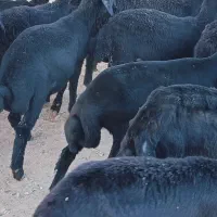 بره ماده قره قزل گوسفند میش قوچ شیشک افشار|حیوانات مزرعه|زنجان, |دیوار