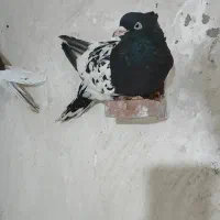 کله ای سینه ای طوقی