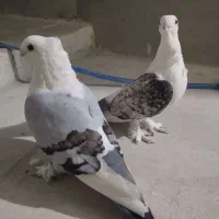 یک جفت کفتر بلژیکی