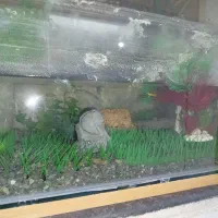 آکواریوم|لوازم جانبی حیوانات|بوکان, |دیوار