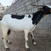 بز آبستن ترکی