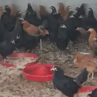 دوتک مرغ گلپایگانی جهادی  ۳ماهه ونیم|حیوانات مزرعه|فلاورجان, |دیوار