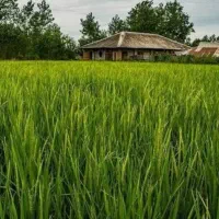 زمین کشاورزی