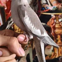 عروس هلندی آهویی