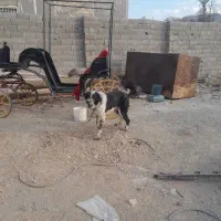 سگ قدرجونی