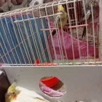 عروس هلندی جفت با جوجه|پرنده|تربتحیدریه, طالقانی|دیوار