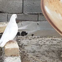 تهرونی چش نوک|پرنده|فارسان, |دیوار