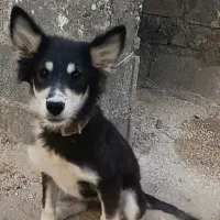 سگ آمپول زده انگل تراپی