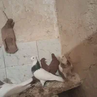 کبوتر|پرنده|هلیلان, |دیوار