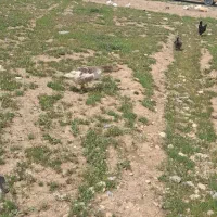 غازنر درشت وسرحال