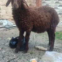 مری پاکستانی اصل|حیوانات مزرعه|رضویه, |دیوار