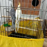 قفس پرنده|لوازم جانبی حیوانات|پاکدشت, پاکدشت (مامازند)|دیوار