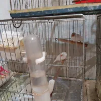 3جفت فنج با3قفس وتمام وسایل یکجاوهم جفت تکی|پرنده|پاکدشت, پاکدشت (مامازند)|دیوار