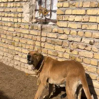 سگ ماده گوسفندی