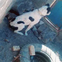 سگ نر|سگ|تربت جام, کشتارگاه|دیوار