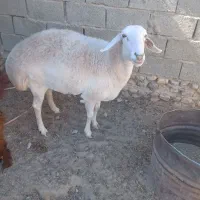 یک عددگوسفندوبز|حیوانات مزرعه|هامون, |دیوار