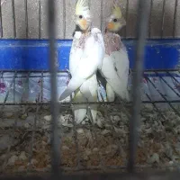 فروش جوجه عروس هلندی سرلاکی|پرنده|ساری, |دیوار