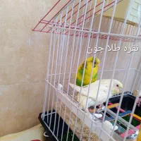 مرغ عشق نروماده