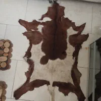 پادری پوست نو